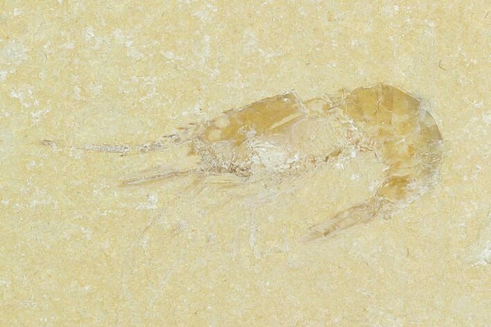 Cretaceous Fossil Shrimp - Lebanon #123900